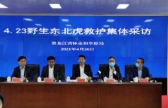 闯村伤人老虎被命名完达山1号，目前老虎进入全封闭隔离状态