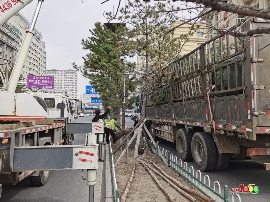 延吉市绿化带树木补植_延吉市绿化带改造升级_延边大学园林专业介绍